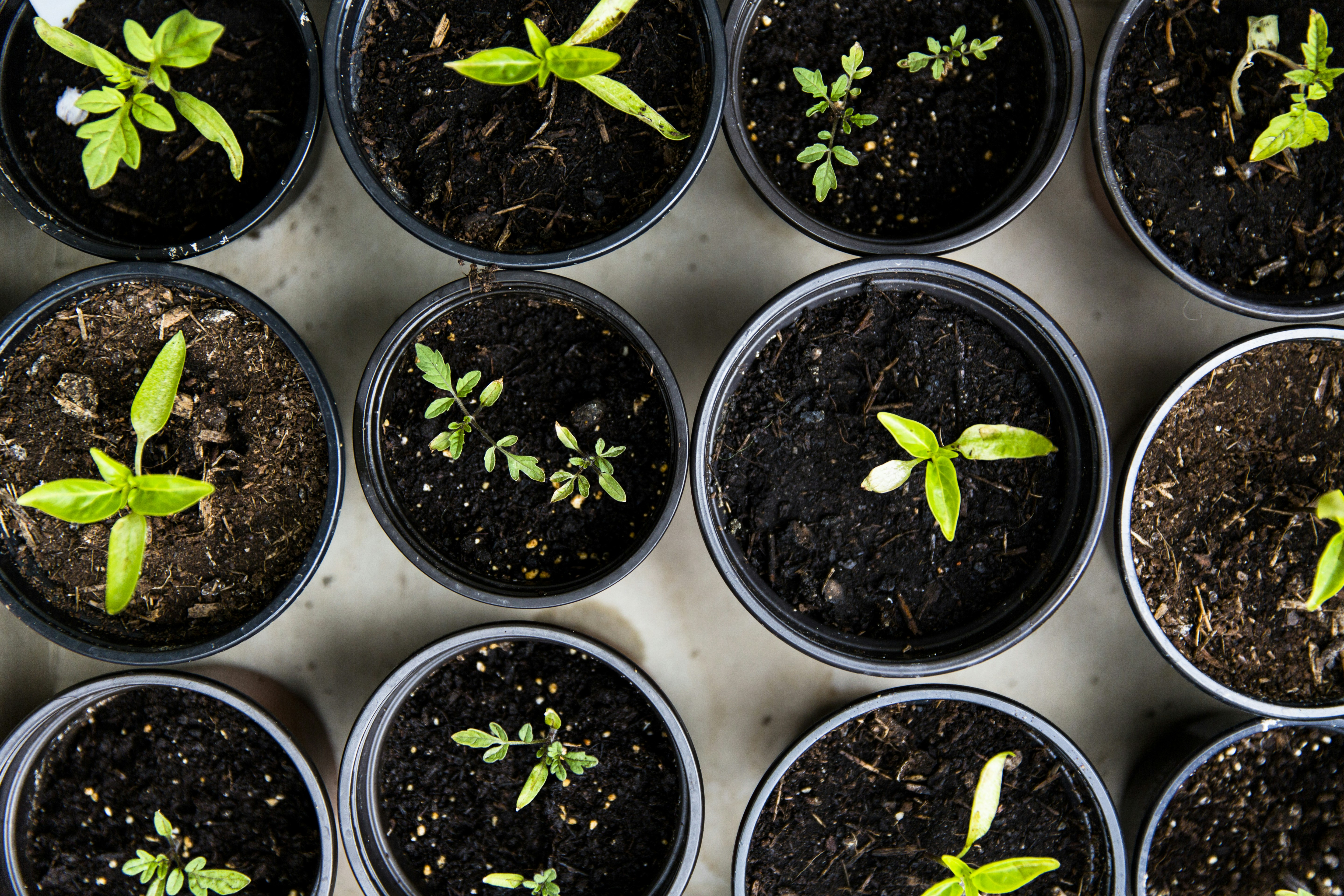 Companion Planting for Cannabis Grows