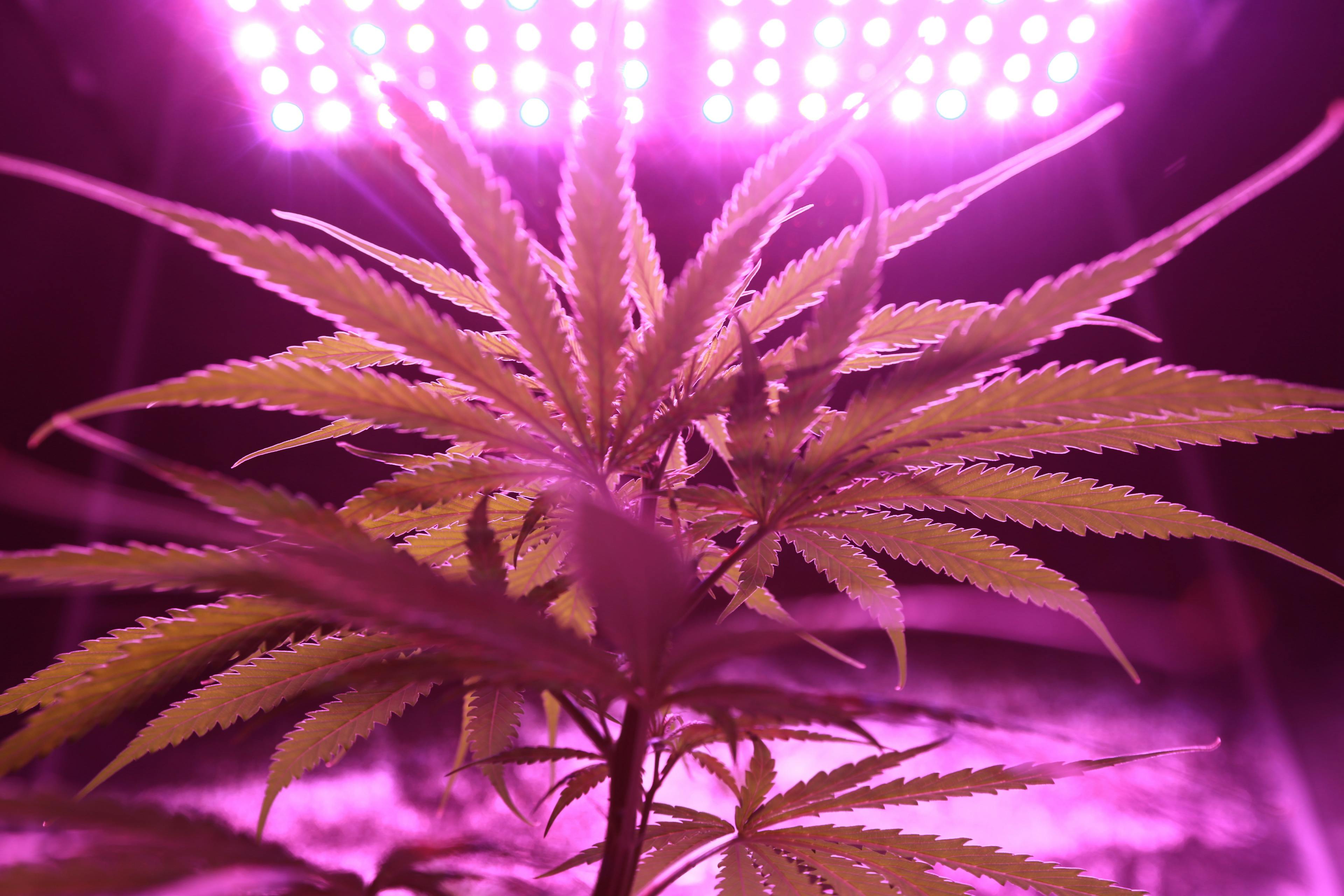 Home Cultivation Laws for Cannabis Growers