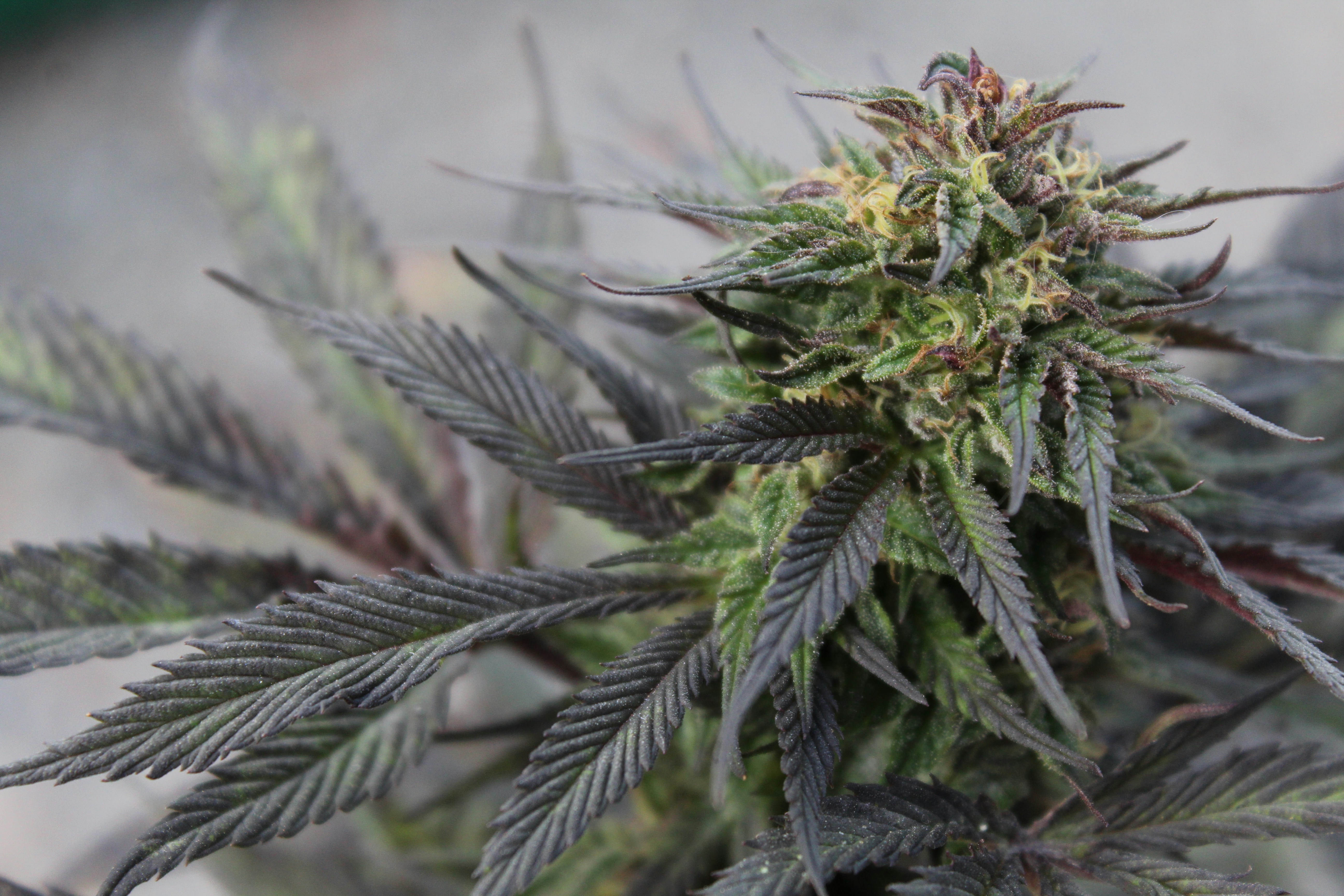 How Cannabis Prohibition Took Hold in the U.S.