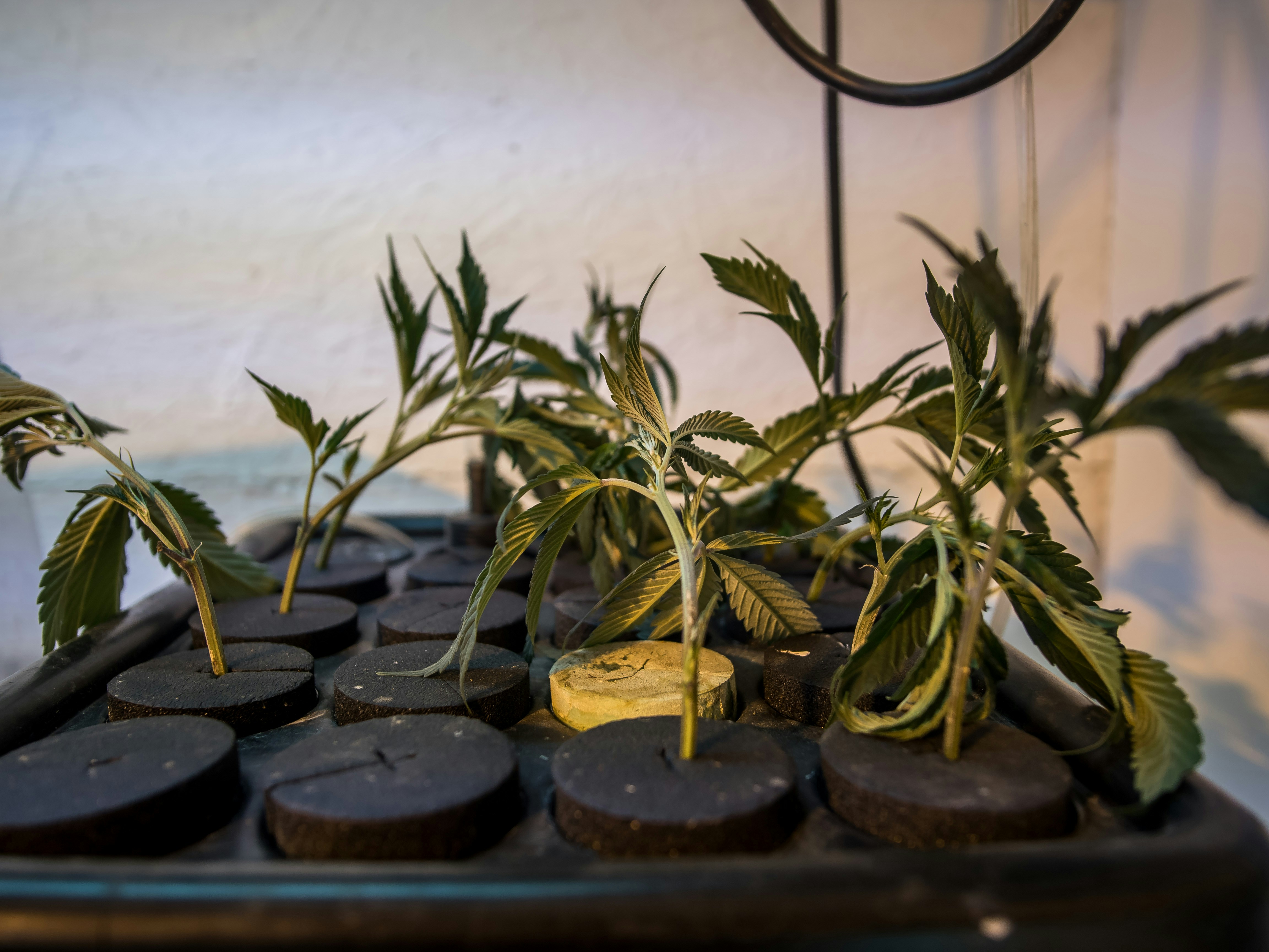 How to Clone Cannabis Plants