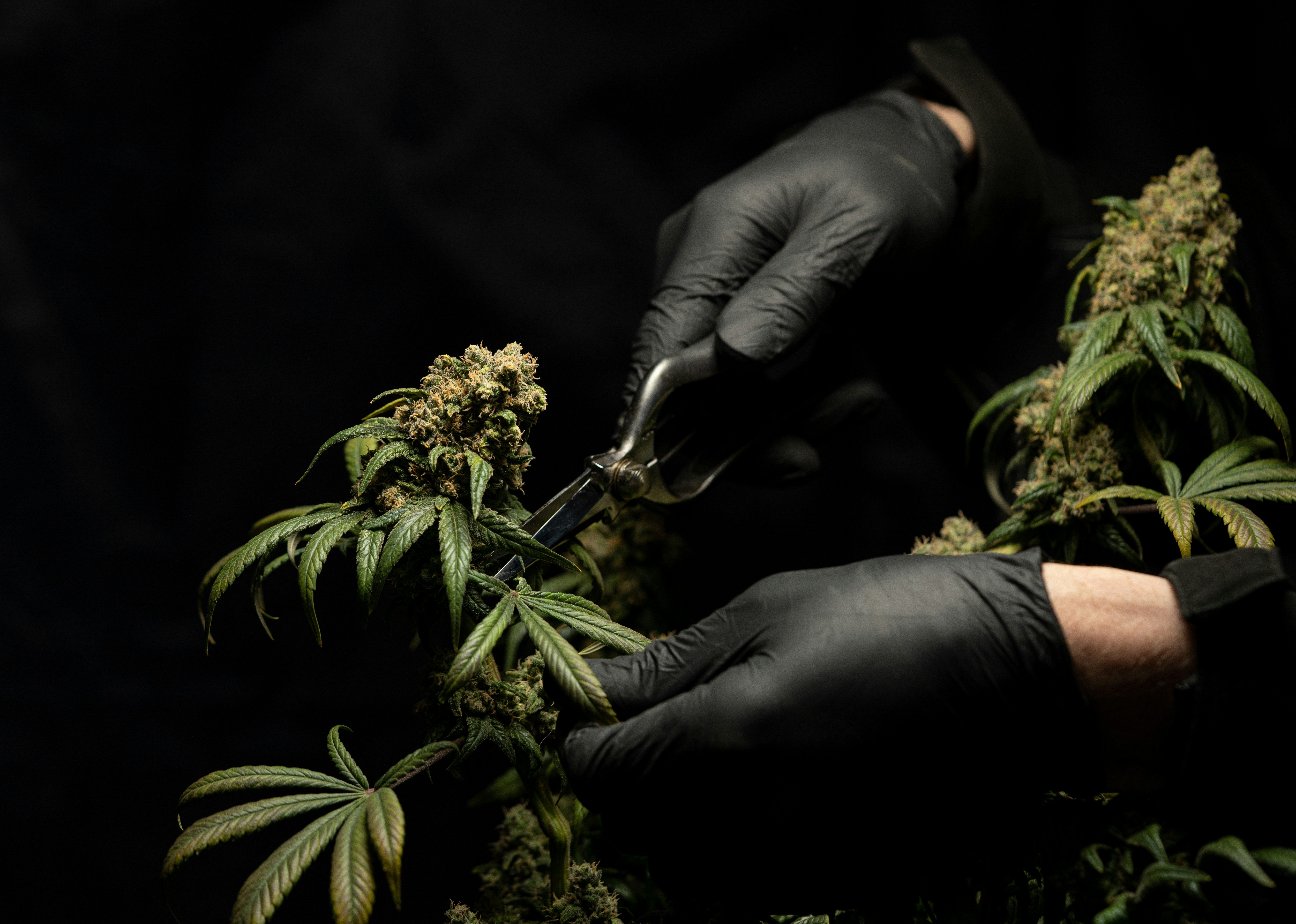 How to Improve Cannabis Yields