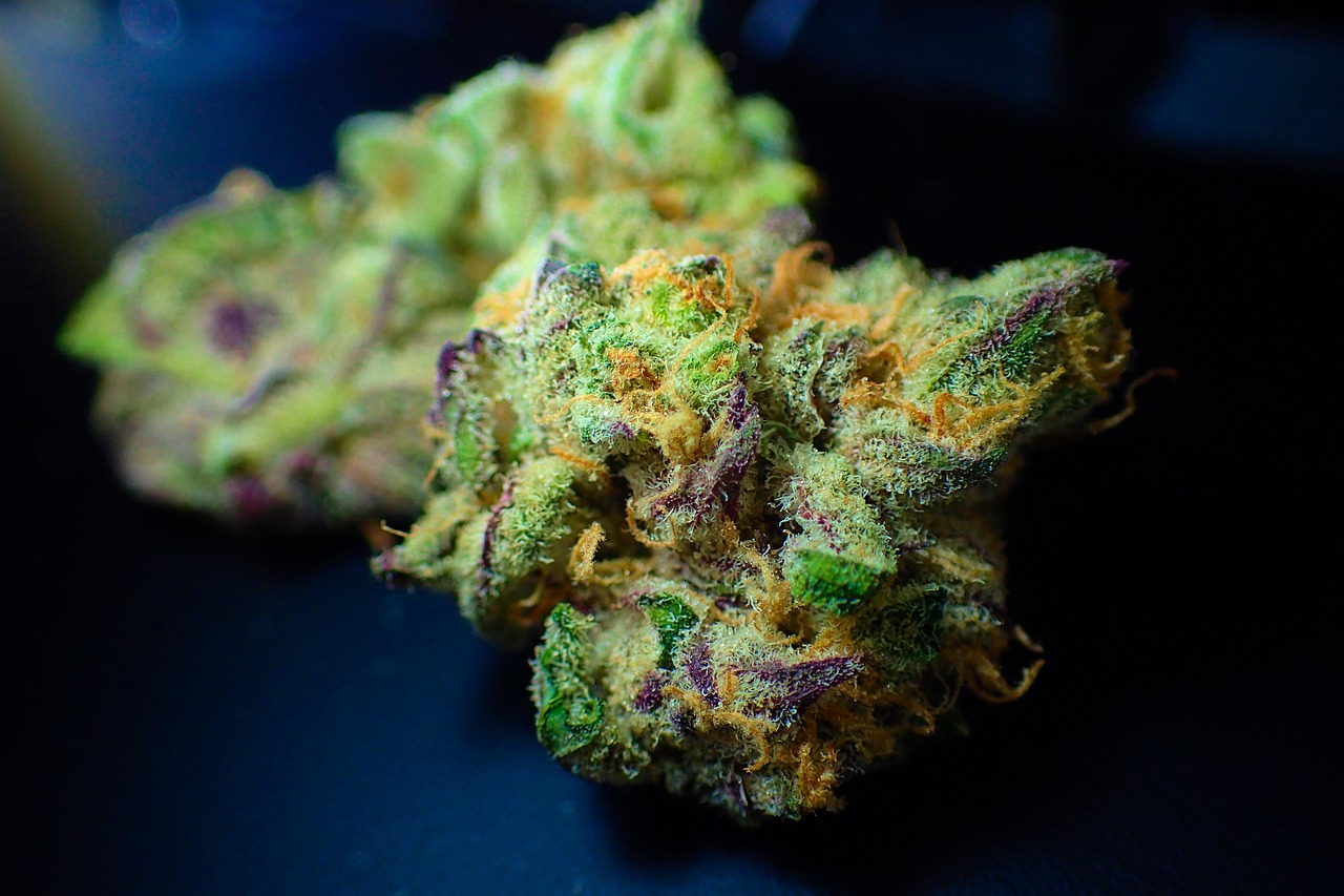 How to Prevent Mold on Cannabis Plants