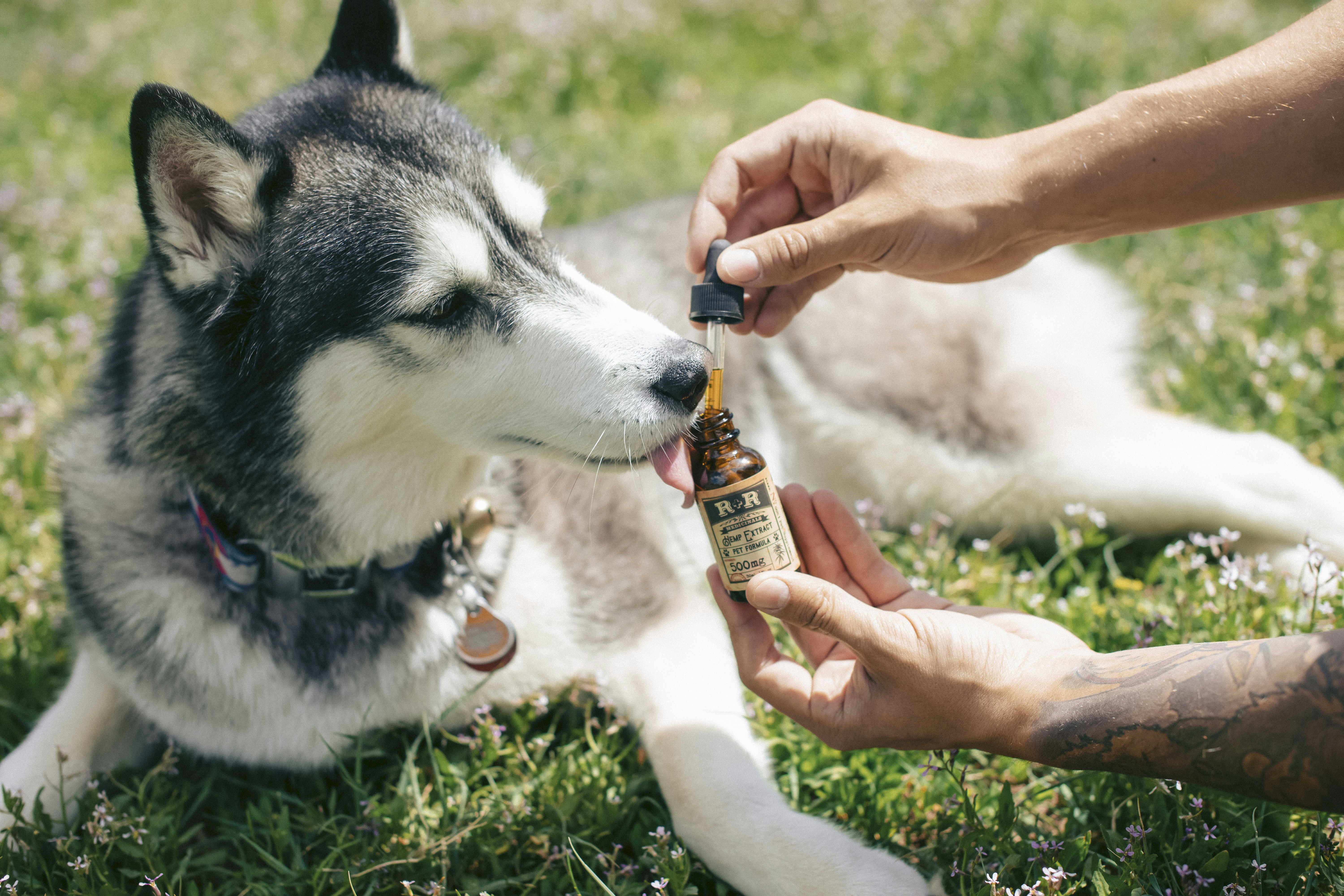 Pets, Veterinary Care, and Cannabis Safety