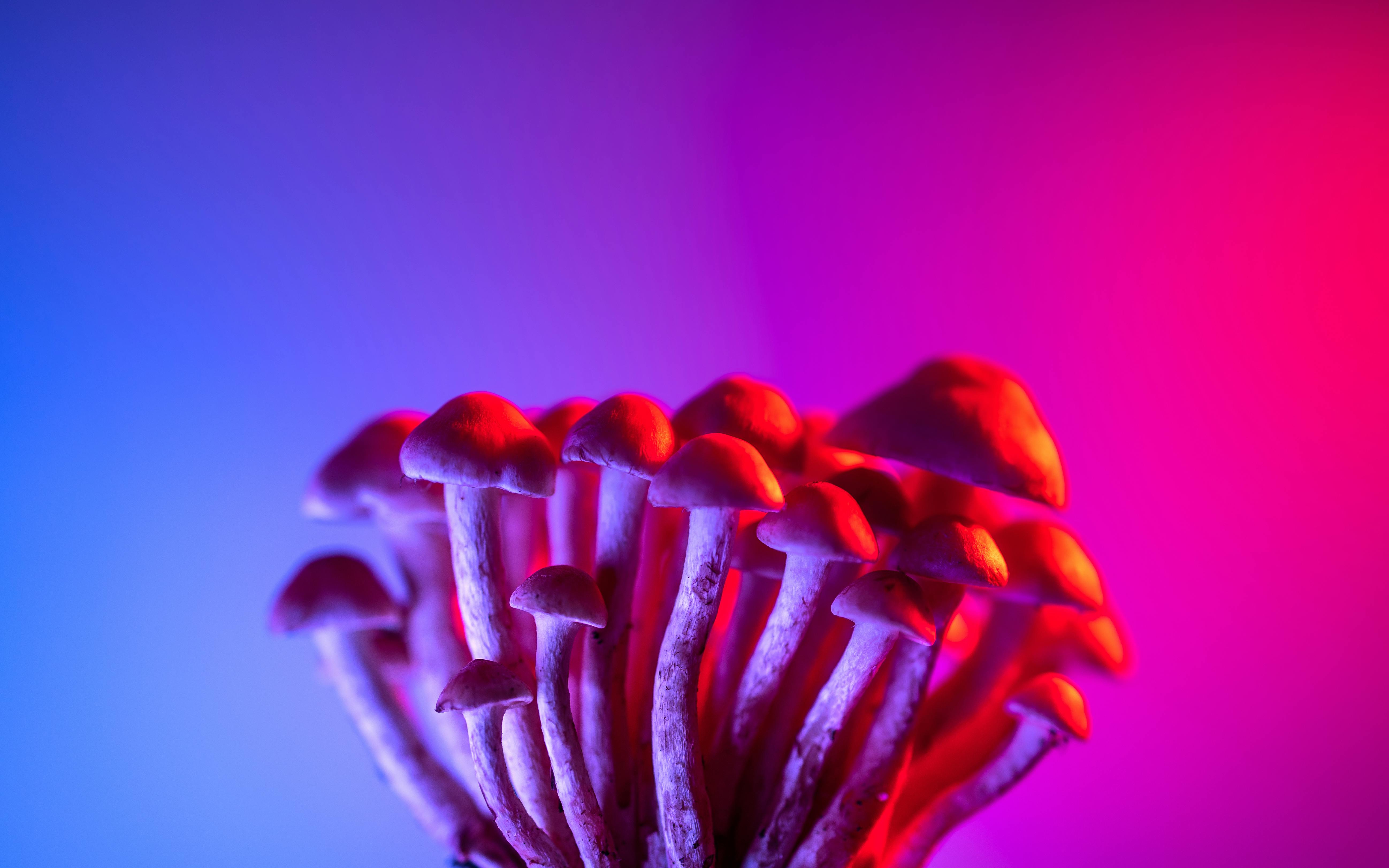 Psychedelic Cannabis and Plant Medicine Trends