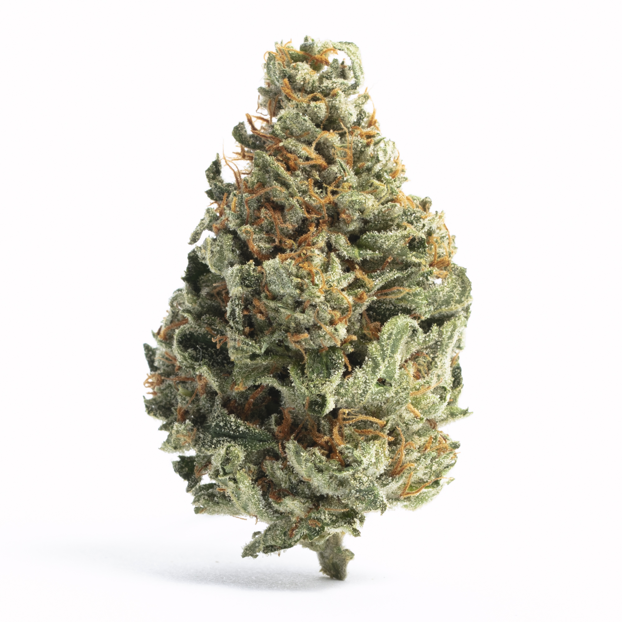 Chocolope strain image