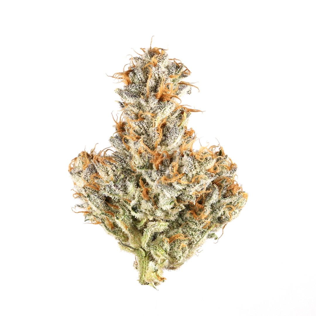 J1 strain image