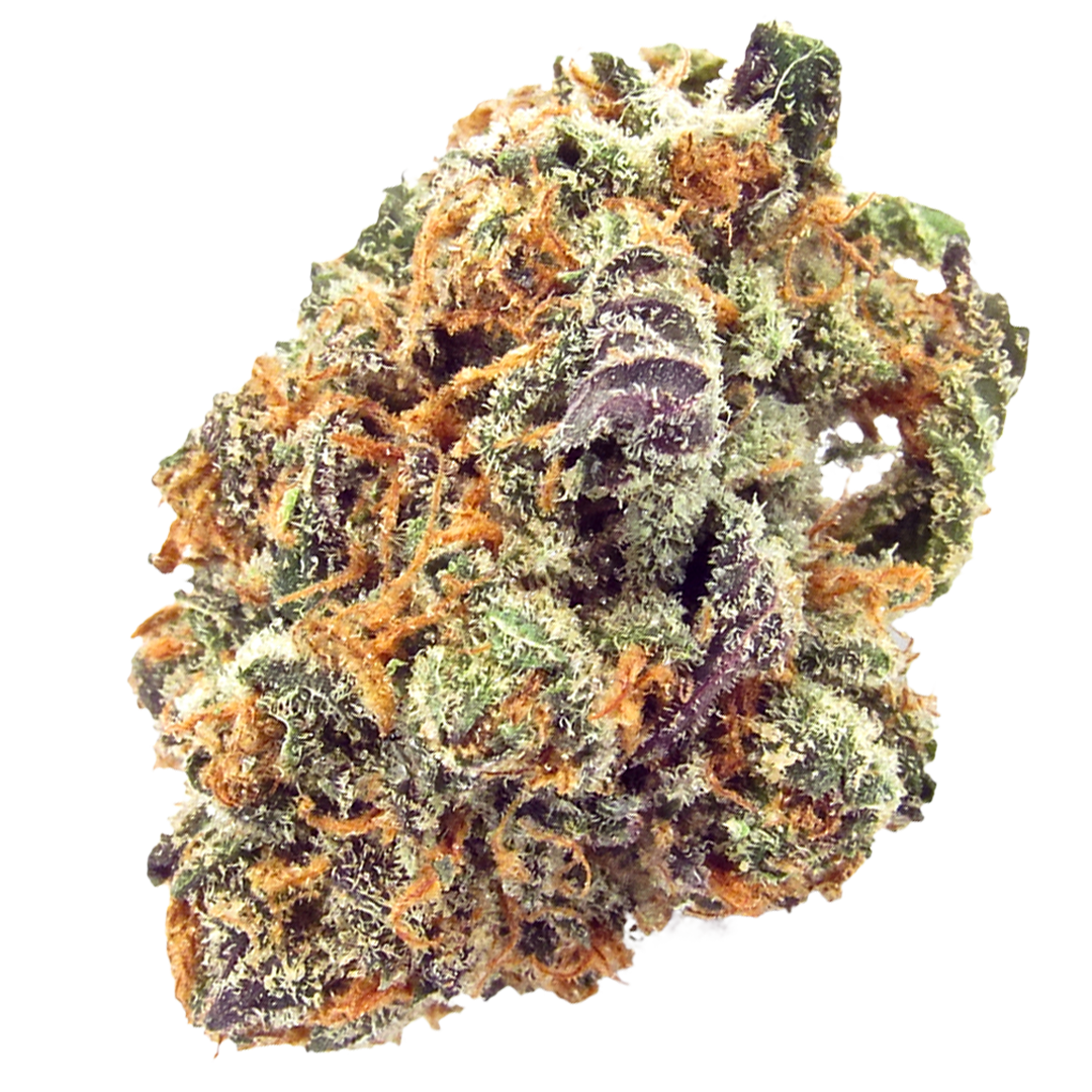 Mimosa strain image